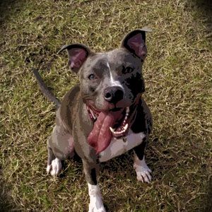 Meet your Posher, Iris